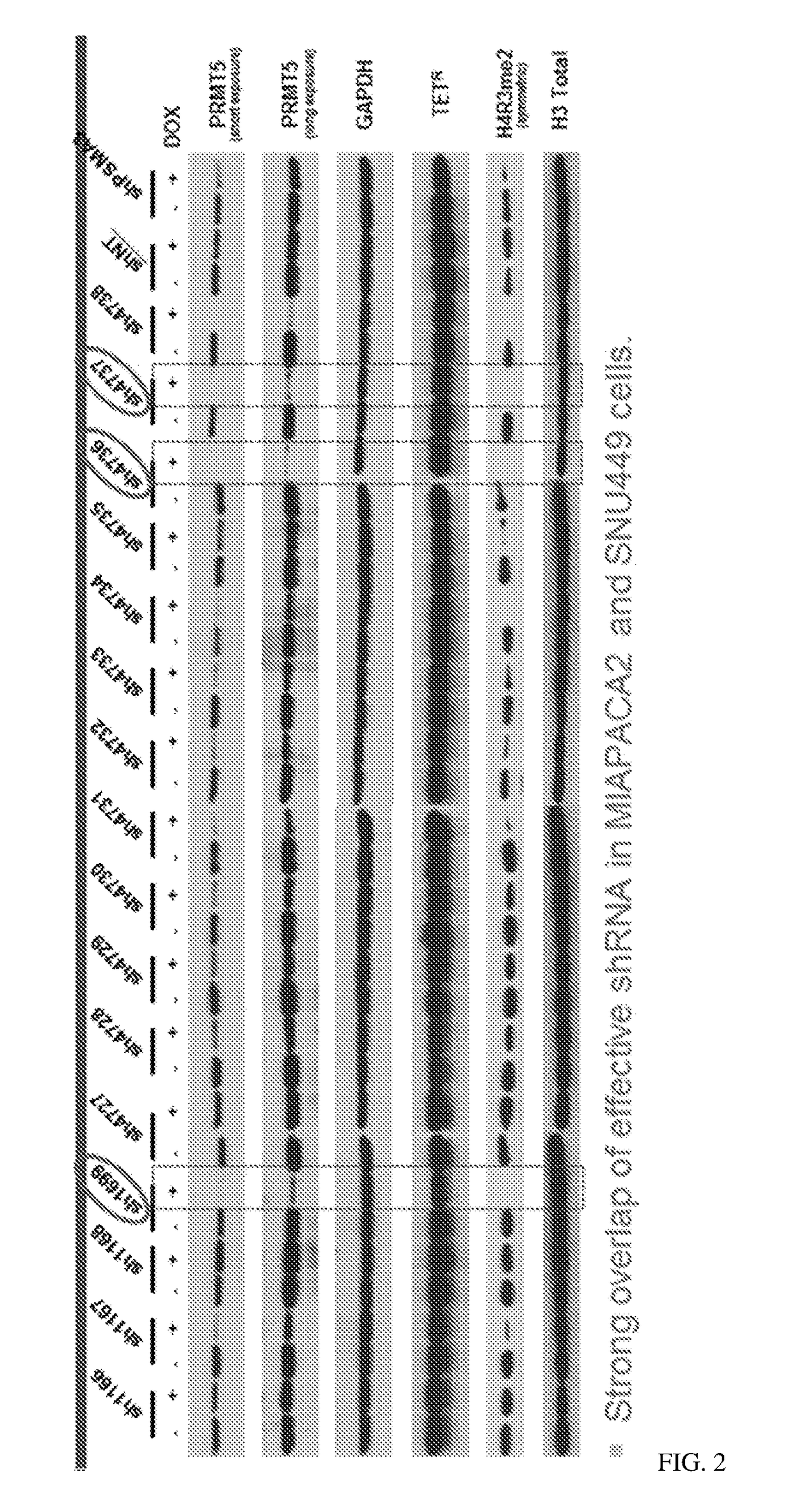 Inhibition of prmt5 to treat mtap-deficiency-related diseases