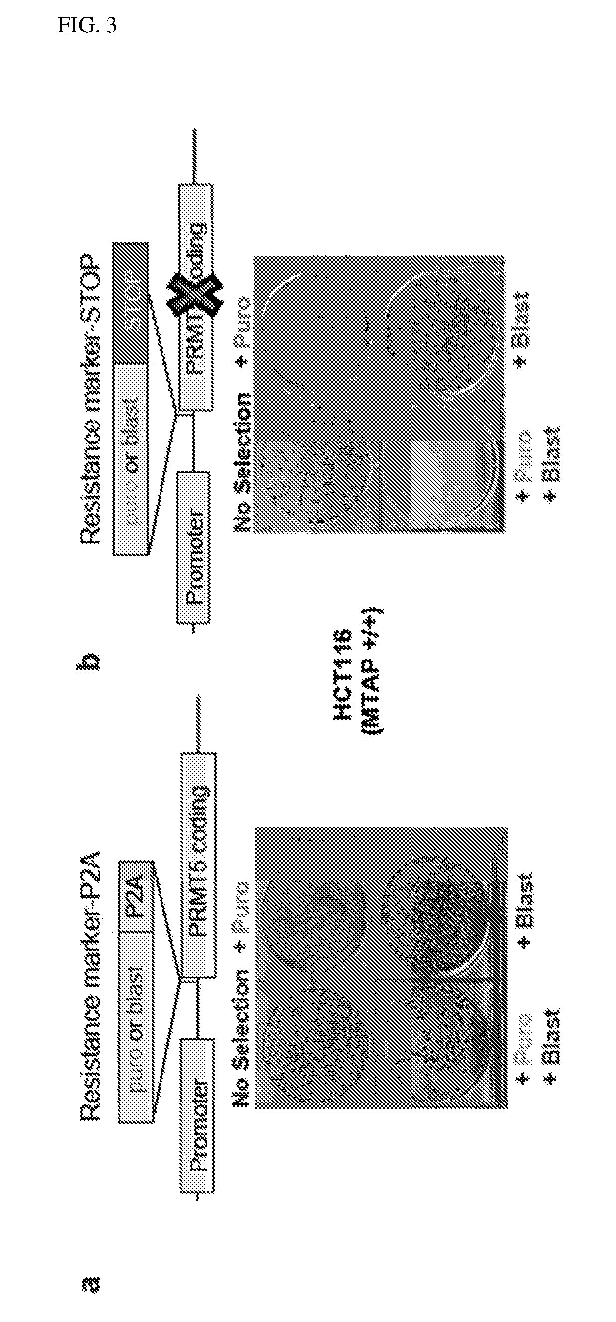 Inhibition of prmt5 to treat mtap-deficiency-related diseases