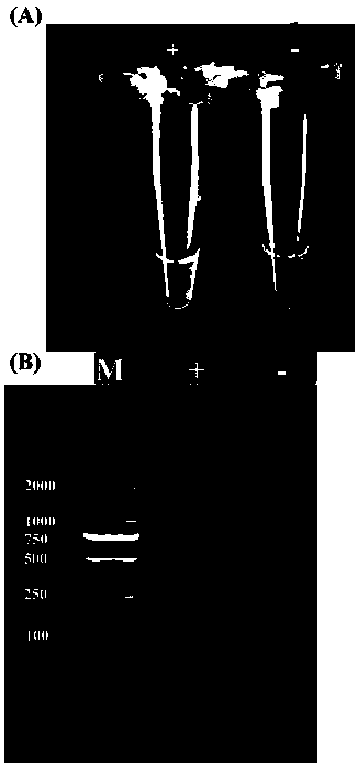 Alternaria solani loop-mediated amplification detection primer and detection method thereof