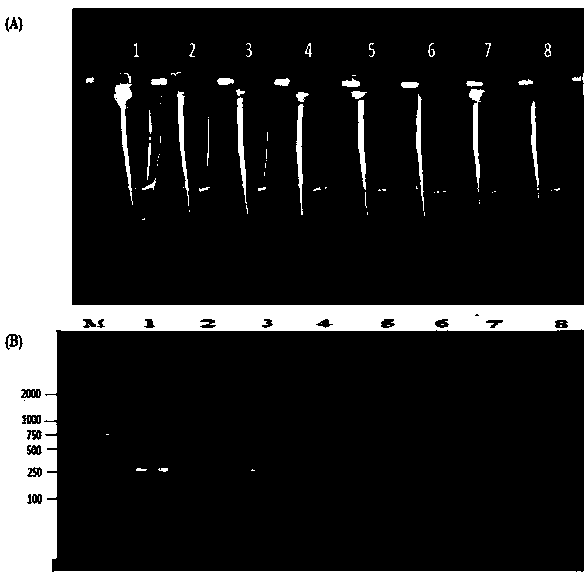 Alternaria solani loop-mediated amplification detection primer and detection method thereof