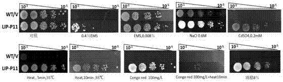 Method for improving cell viability and multiple stress resistance of saccharomyces cerevisiae and application of method