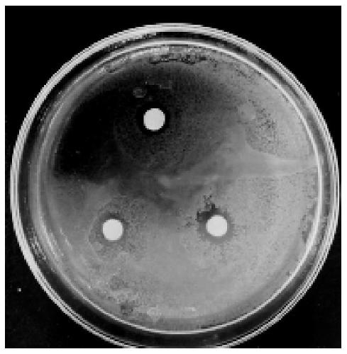 Process for extracting osmanthus fragrans oil by using supercritical carbon dioxide fluid and application of osmanthus fragrans oil