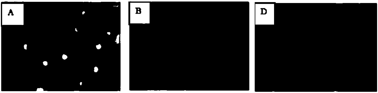 A kind of flavonoid ta31b and its preparation method and use