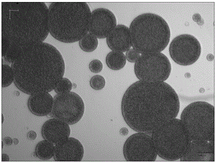 Method for preparing nicotinamide-coated multivesicular liposomes