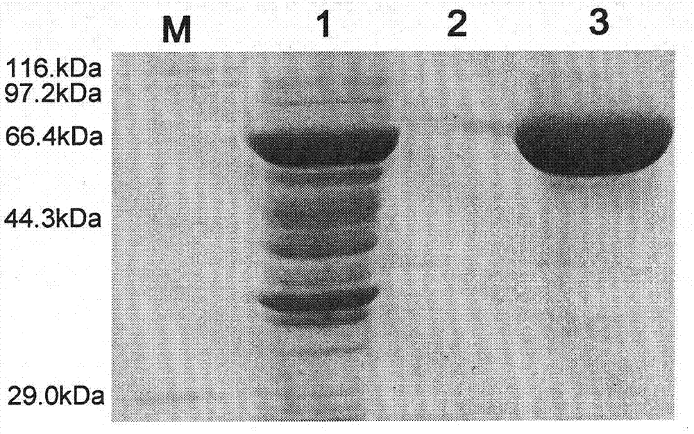 UGT (Glycosyl Transferase) gene participating in glycyrrhizic acid biosynthesis, and encoding product and application thereof