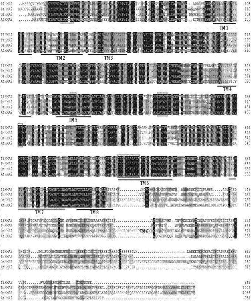 Iris lacteal heavy metal ATP enzyme transport protein I1HMA2 as well as encoding gene and application thereof