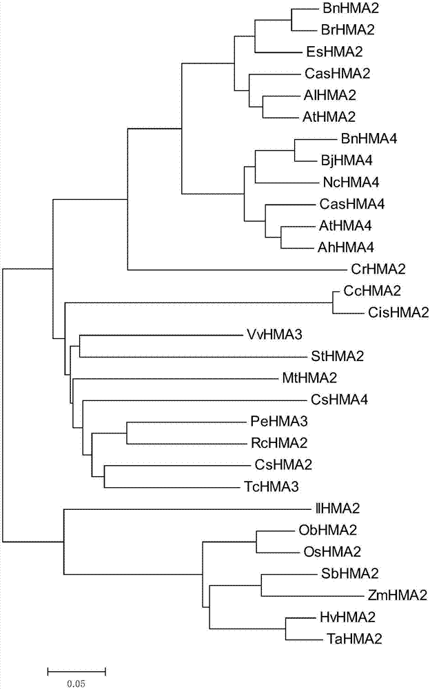 Iris lacteal heavy metal ATP enzyme transport protein I1HMA2 as well as encoding gene and application thereof