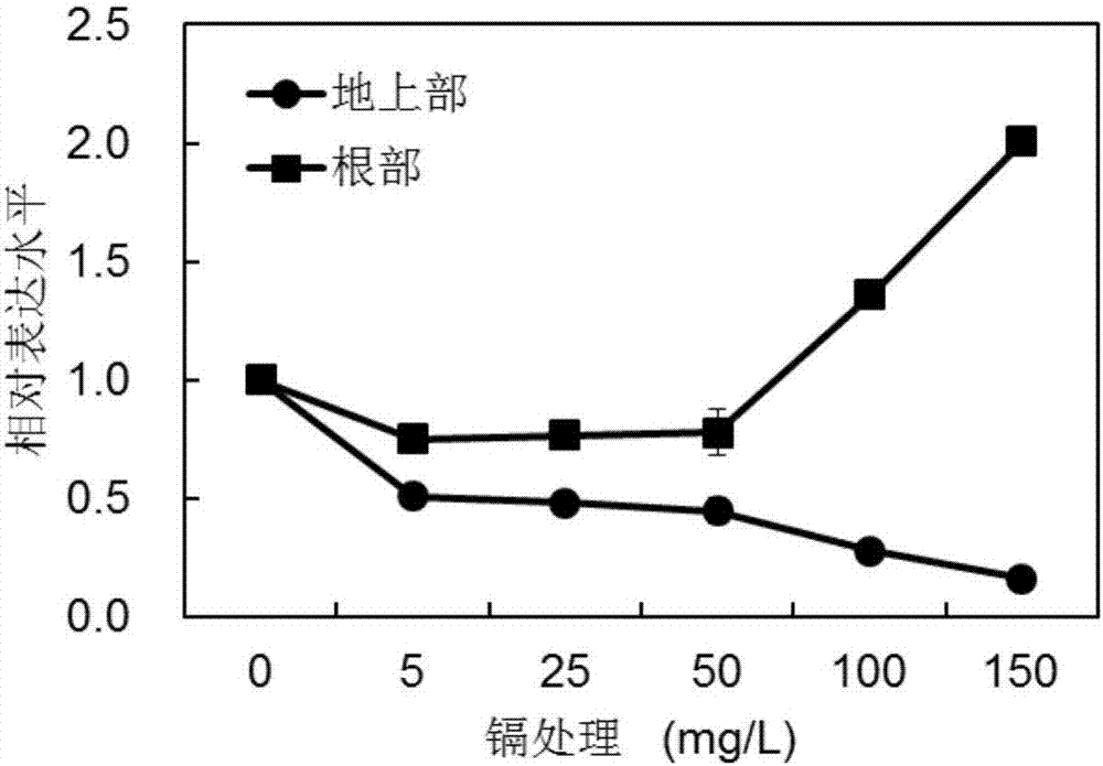 Iris lacteal heavy metal ATP enzyme transport protein I1HMA2 as well as encoding gene and application thereof