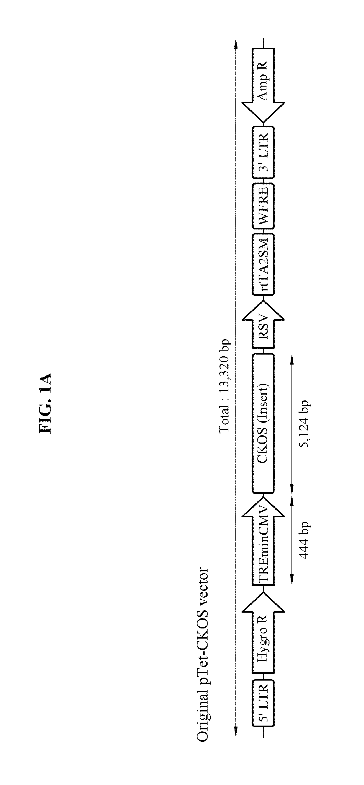 Expression cassette and vector comprising Alzheimer's disease-related mutant genes and cell line transformed by means of same