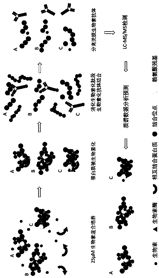 Preparation method of specific peptide fragment mass spectrometry sample