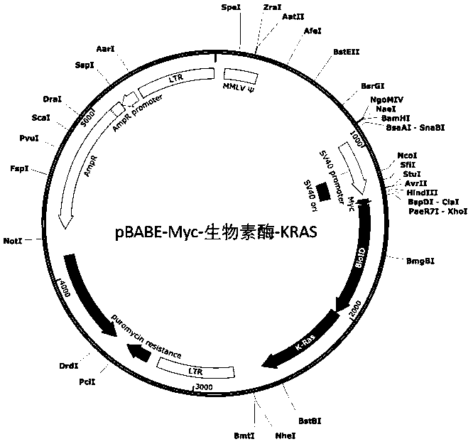 Preparation method of specific peptide fragment mass spectrometry sample