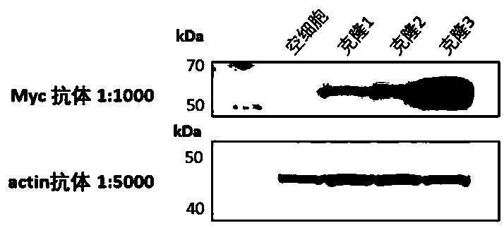 Preparation method of specific peptide fragment mass spectrometry sample