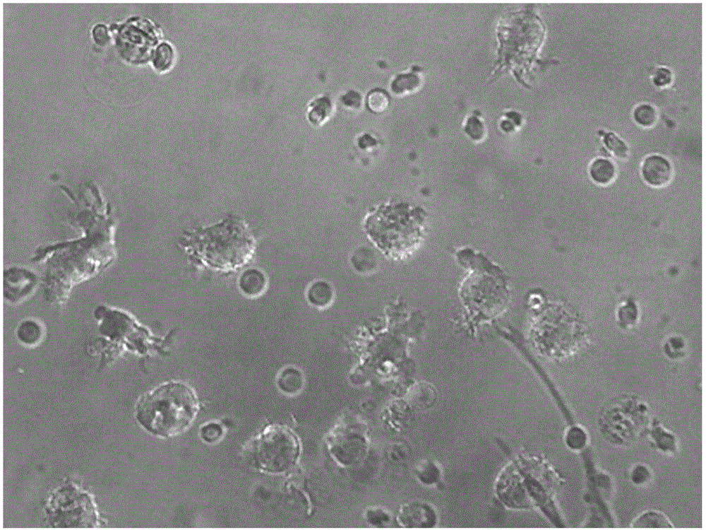 Method for preparing dendritic cells for effectively submitting gastric cancer antigens