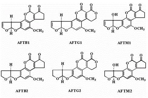 Gene for coding aflatoxin degradation enzyme and method for obtaining high-efficiency aflatoxin degradation enzyme