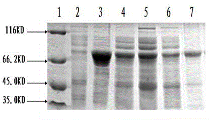 Gene for coding aflatoxin degradation enzyme and method for obtaining high-efficiency aflatoxin degradation enzyme