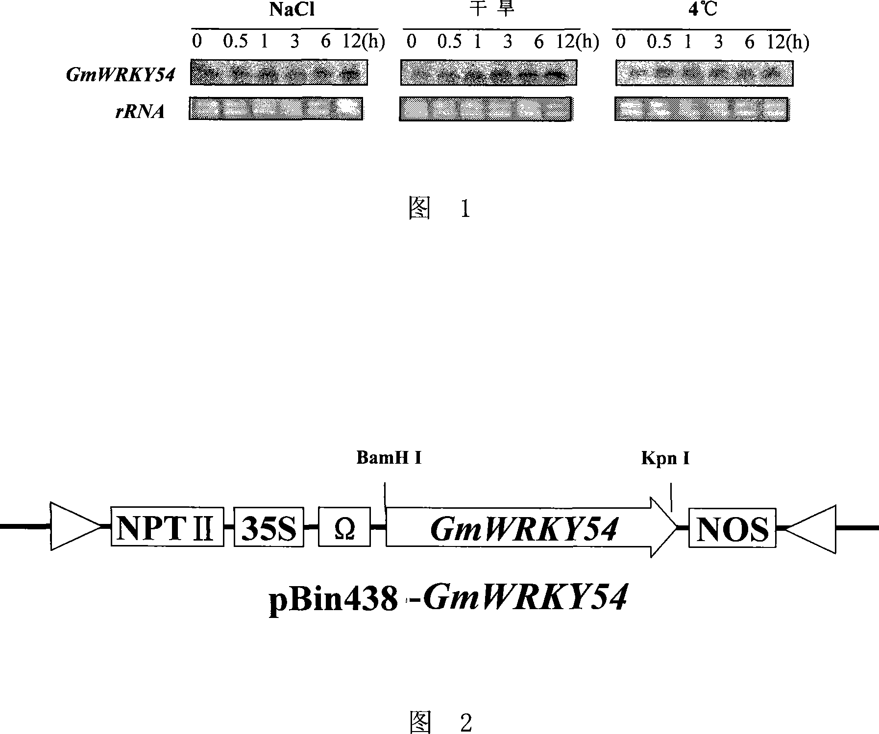 Plants stress tolerance correlation transcription factor GmWRKY54, encoding gene and application thereof