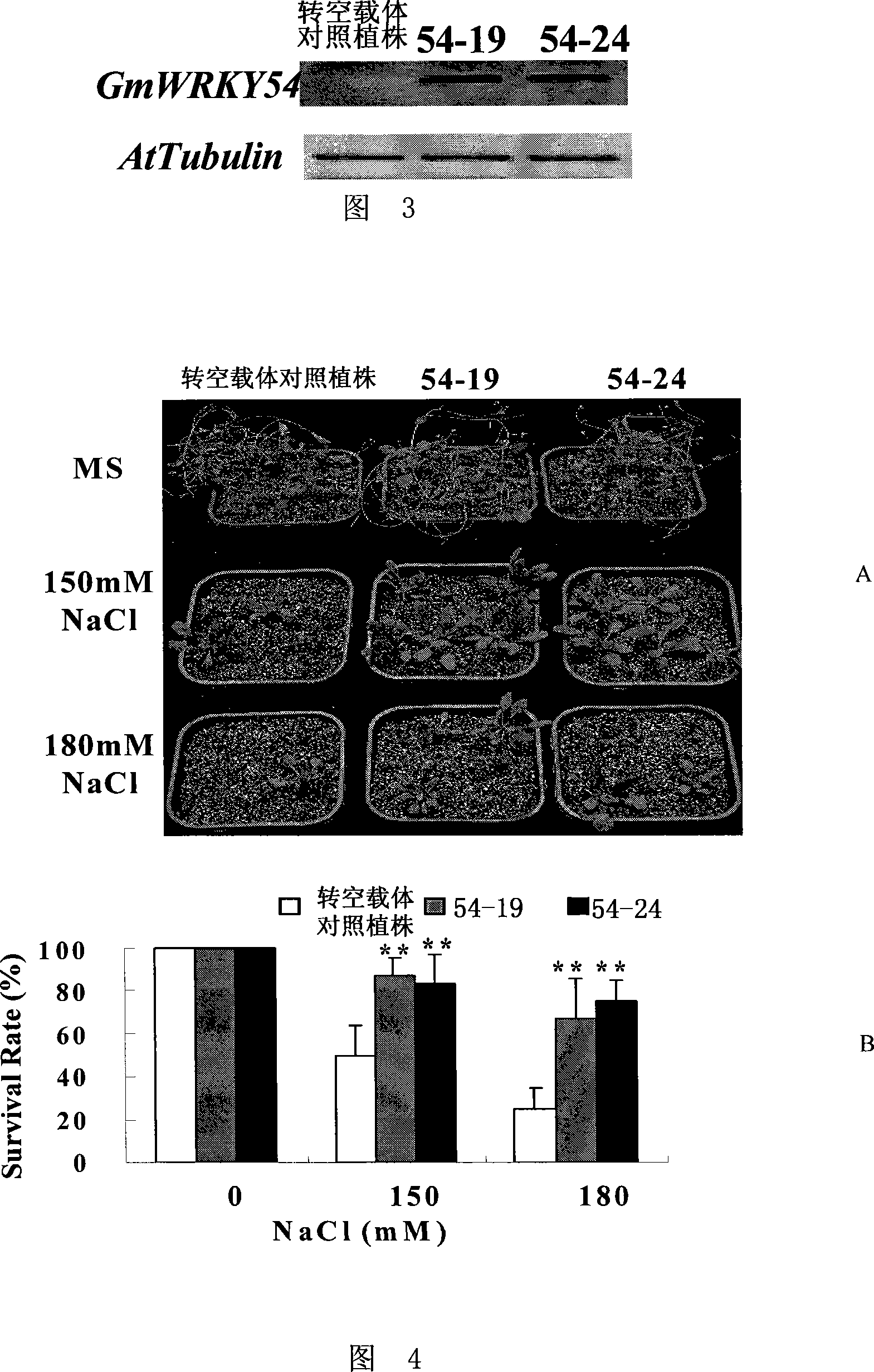 Plants stress tolerance correlation transcription factor GmWRKY54, encoding gene and application thereof