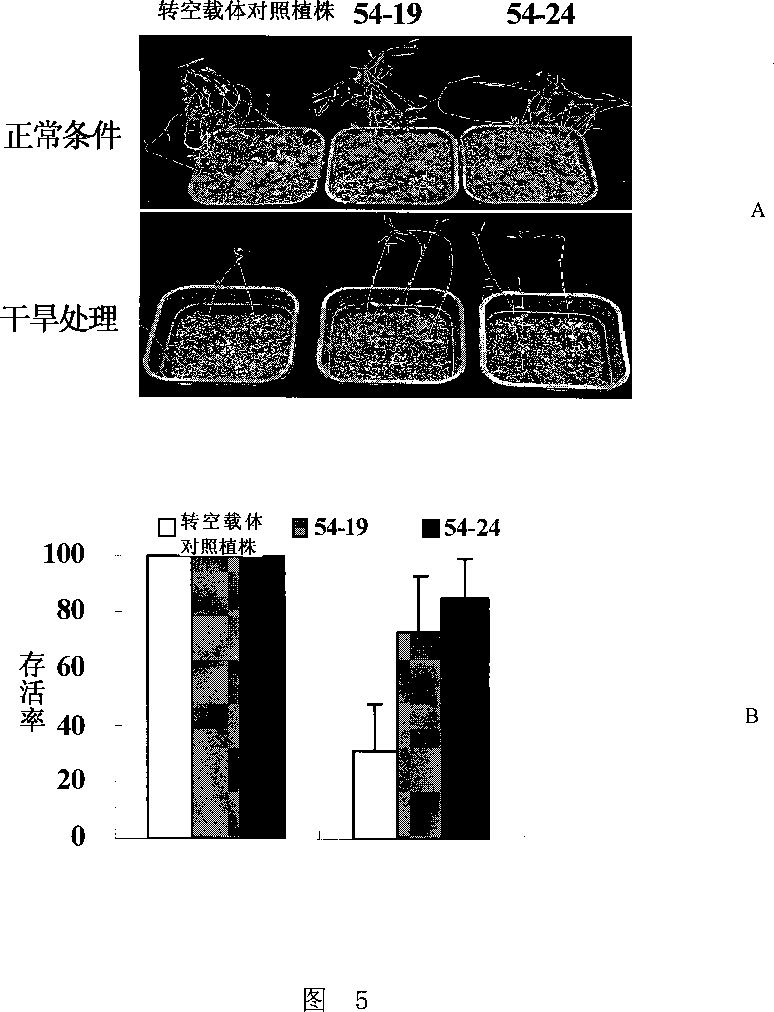 Plants stress tolerance correlation transcription factor GmWRKY54, encoding gene and application thereof