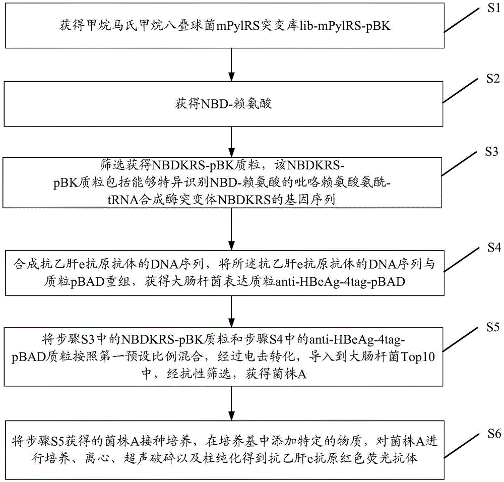 Preparation method of red fluorescent antibody resisting HBeAg (hepatitis B virus e antigen)