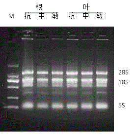 CDNA-AFLP method suitable for gene difference expression researches of wire grass