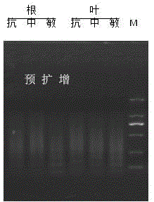 CDNA-AFLP method suitable for gene difference expression researches of wire grass