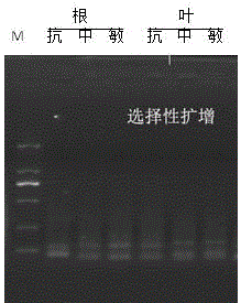 CDNA-AFLP method suitable for gene difference expression researches of wire grass