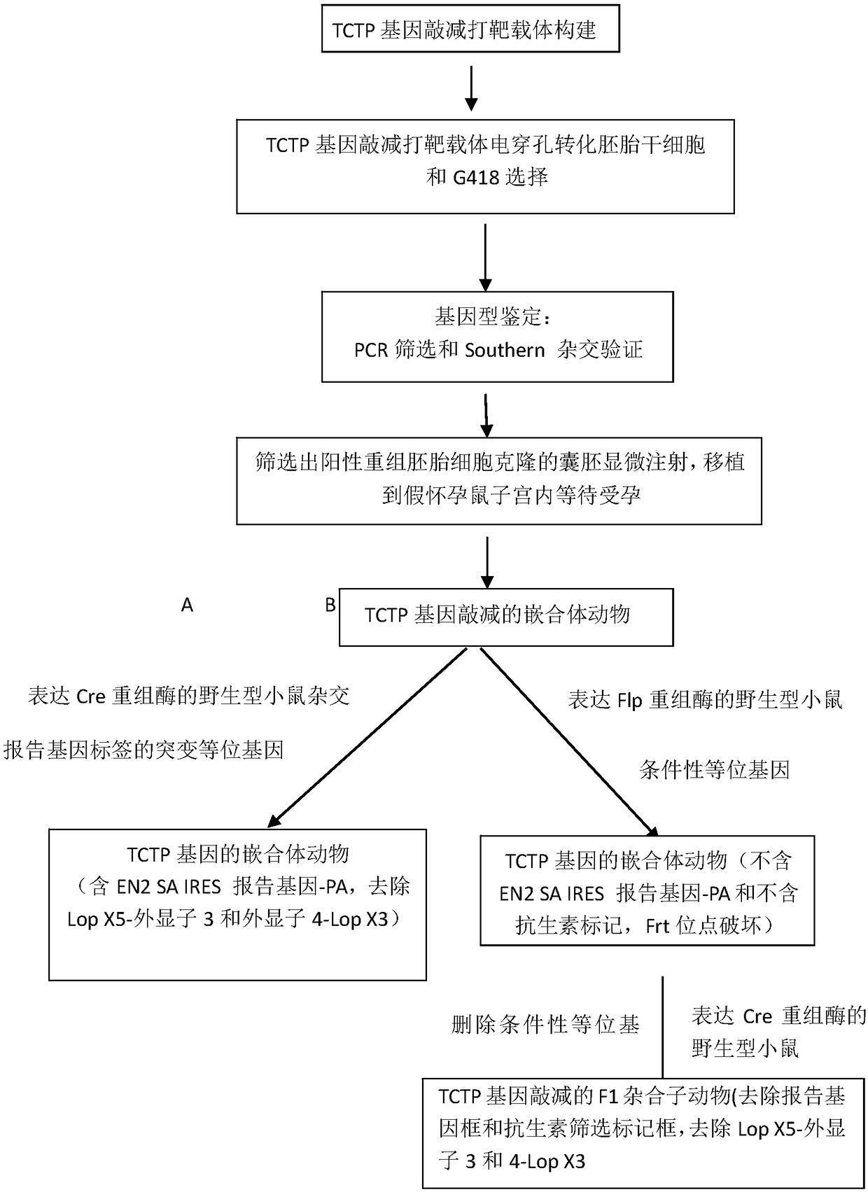 TCTP gene tissue specific knock-down animal model, preparation method thereof and application thereof