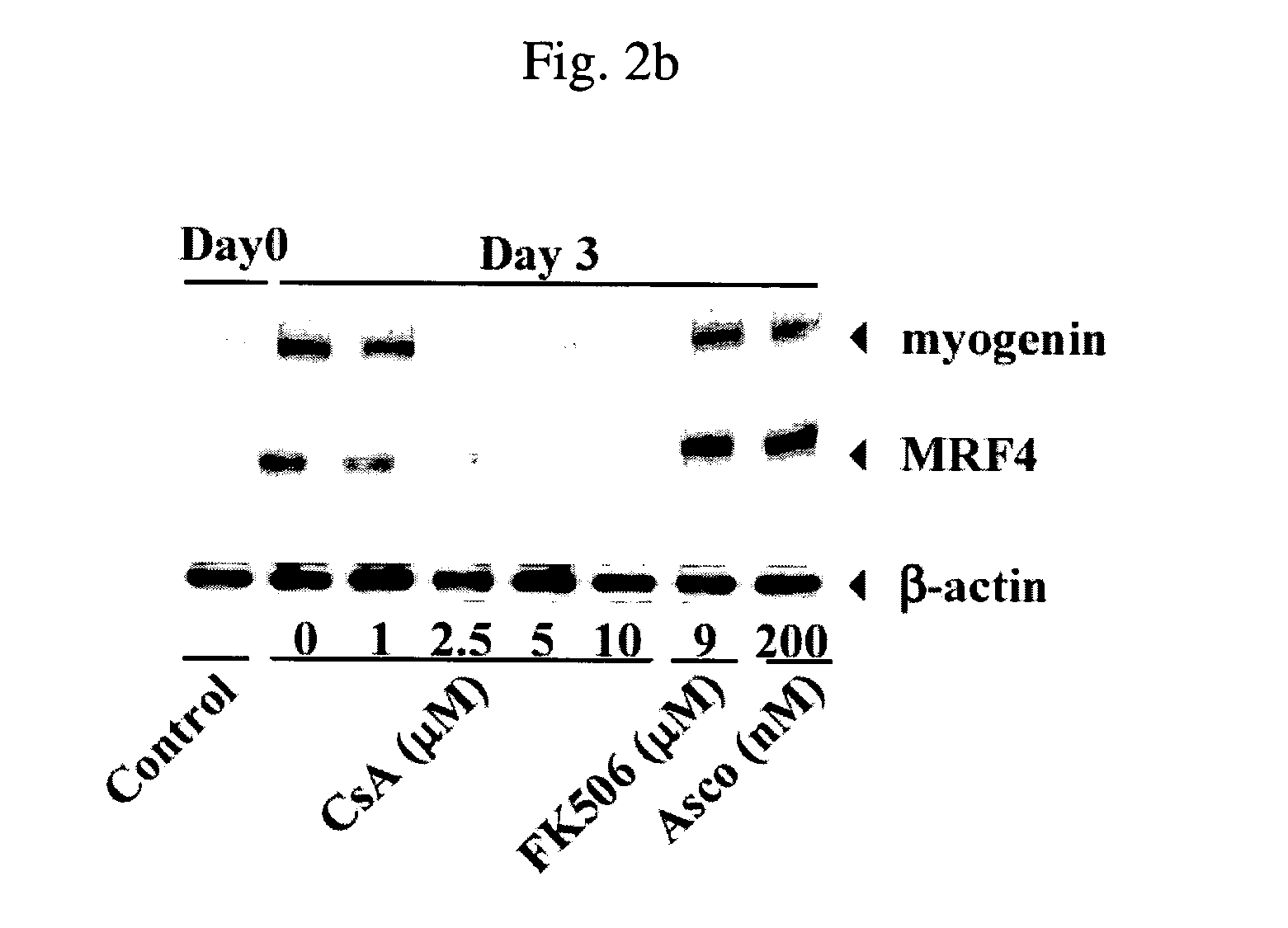 Use of cyclophilin as antioxidant and prevention of cyclosporin a-induced toxicity in cell transplantation by overexpression of cyclophilin