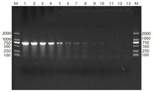 Multiplex PCR diagnosis kit for three pathogenic bacteria in milk