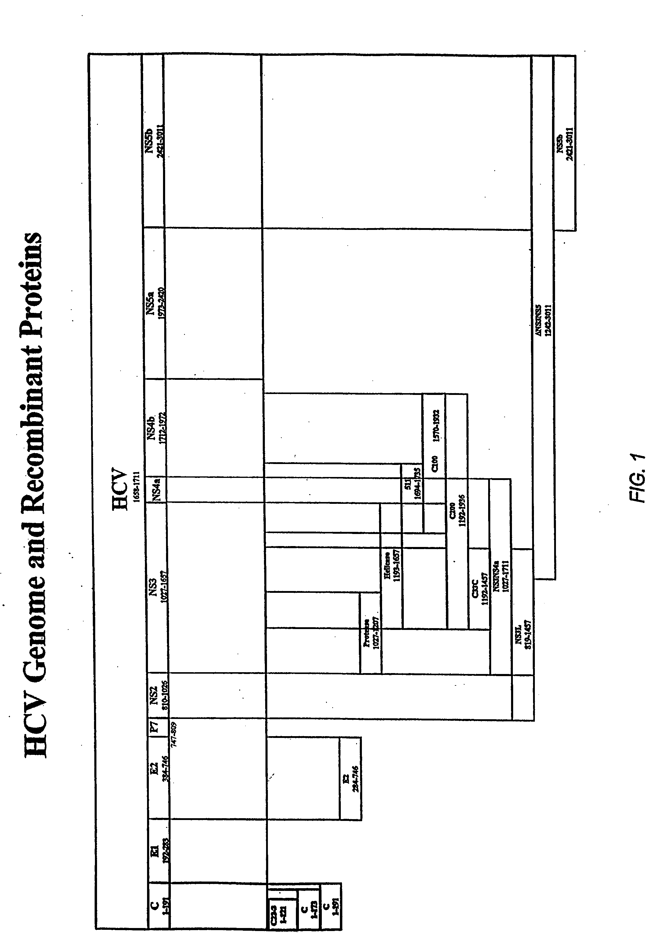 HCV fusion proteins with modified NS3 domains