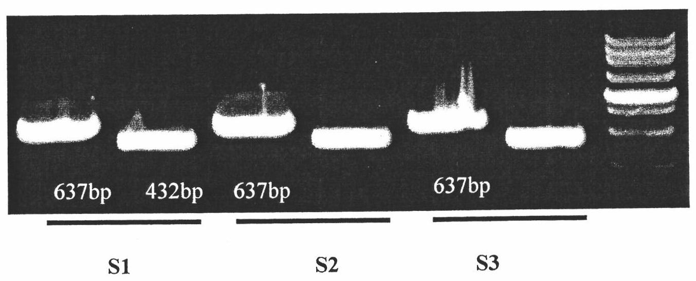 Molecular diagnosis method for rapid detection of bactrocera dorsalis ovum in fruits