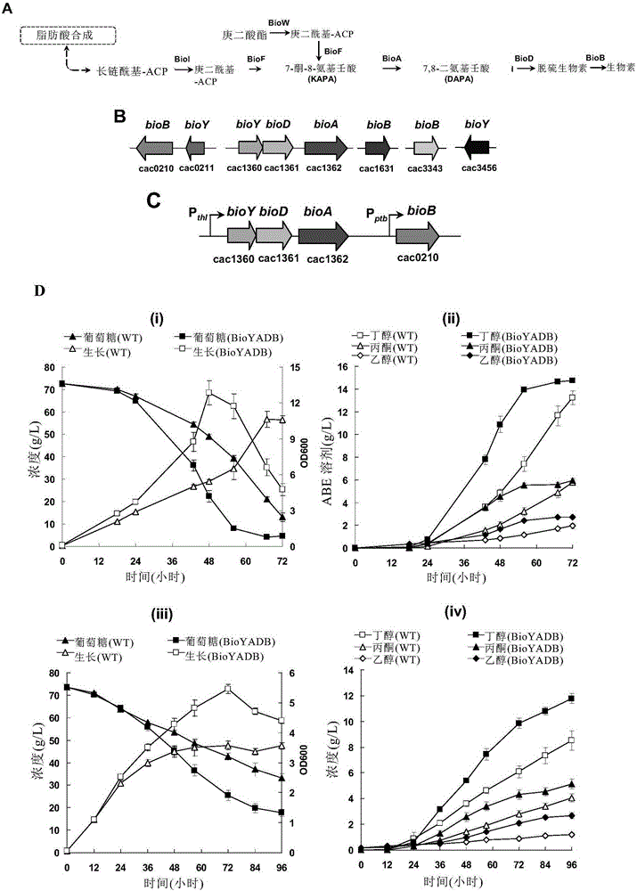 Method for improving fermenting property of solventogenic clostridia