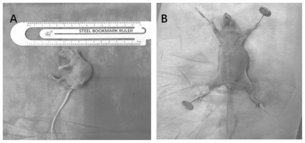 Manufacturing method of animal tiny tissue paraffin section