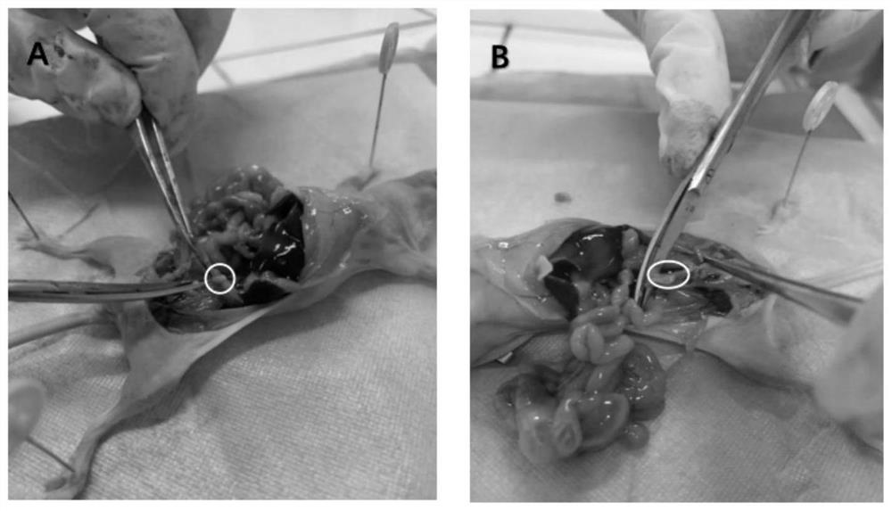 Manufacturing method of animal tiny tissue paraffin section