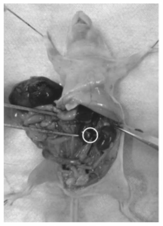 Manufacturing method of animal tiny tissue paraffin section