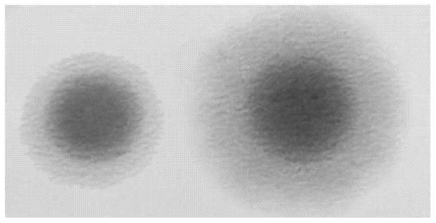 Novel mycoplasma hyopneumoniae strain and its vaccine composition