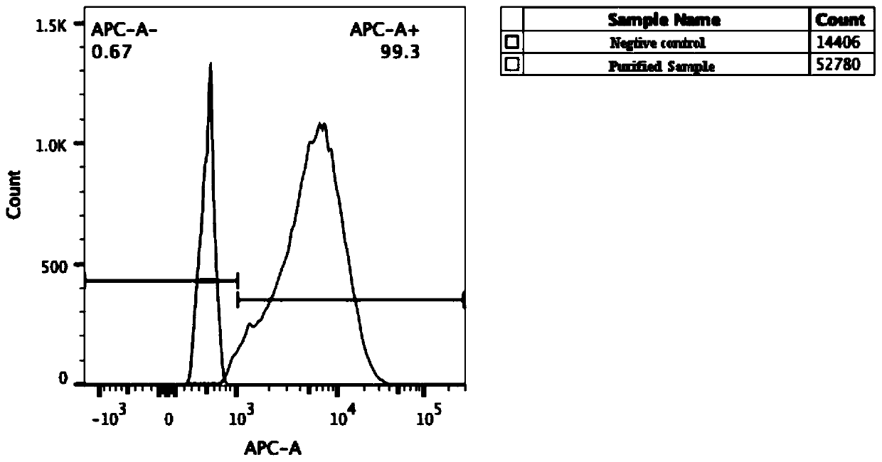 Method for promoting proliferation of right ventricular myocardial cells in vivo