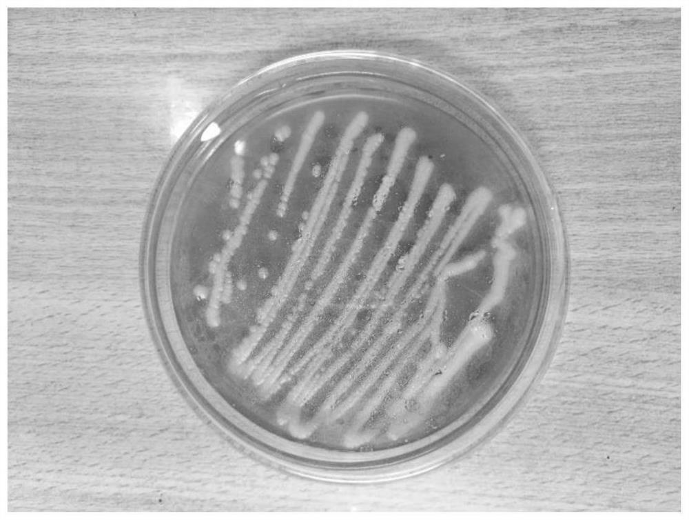 An acid-resistant Saccharomyces cerevisiae and its application in high-acidity fruit fermented wine