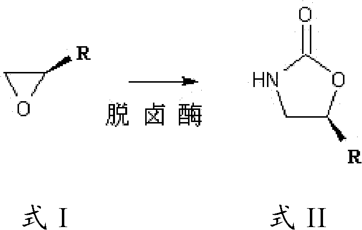 Synthesis method of linezolid intermediate