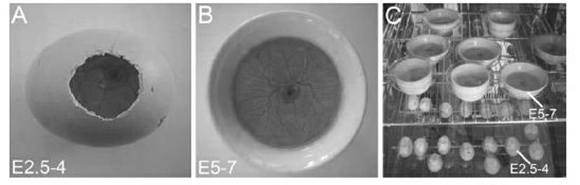 Method for chicken embryo cultivation and in vivo electroporation of gene