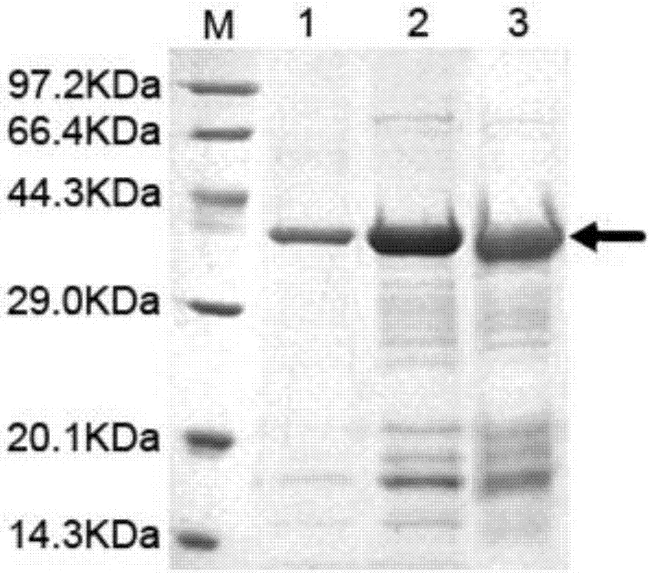 Purifying method for inhibiting degradation of mechanical sensing protein PDLIM3