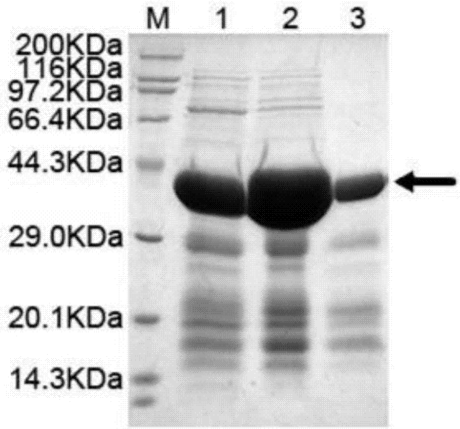 Purifying method for inhibiting degradation of mechanical sensing protein PDLIM3