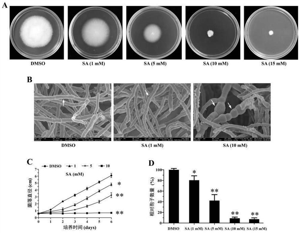 Fusarium oxysporum tor gene RNAi carrier and method for combined control of potato dry rot and wilt with salicylic acid