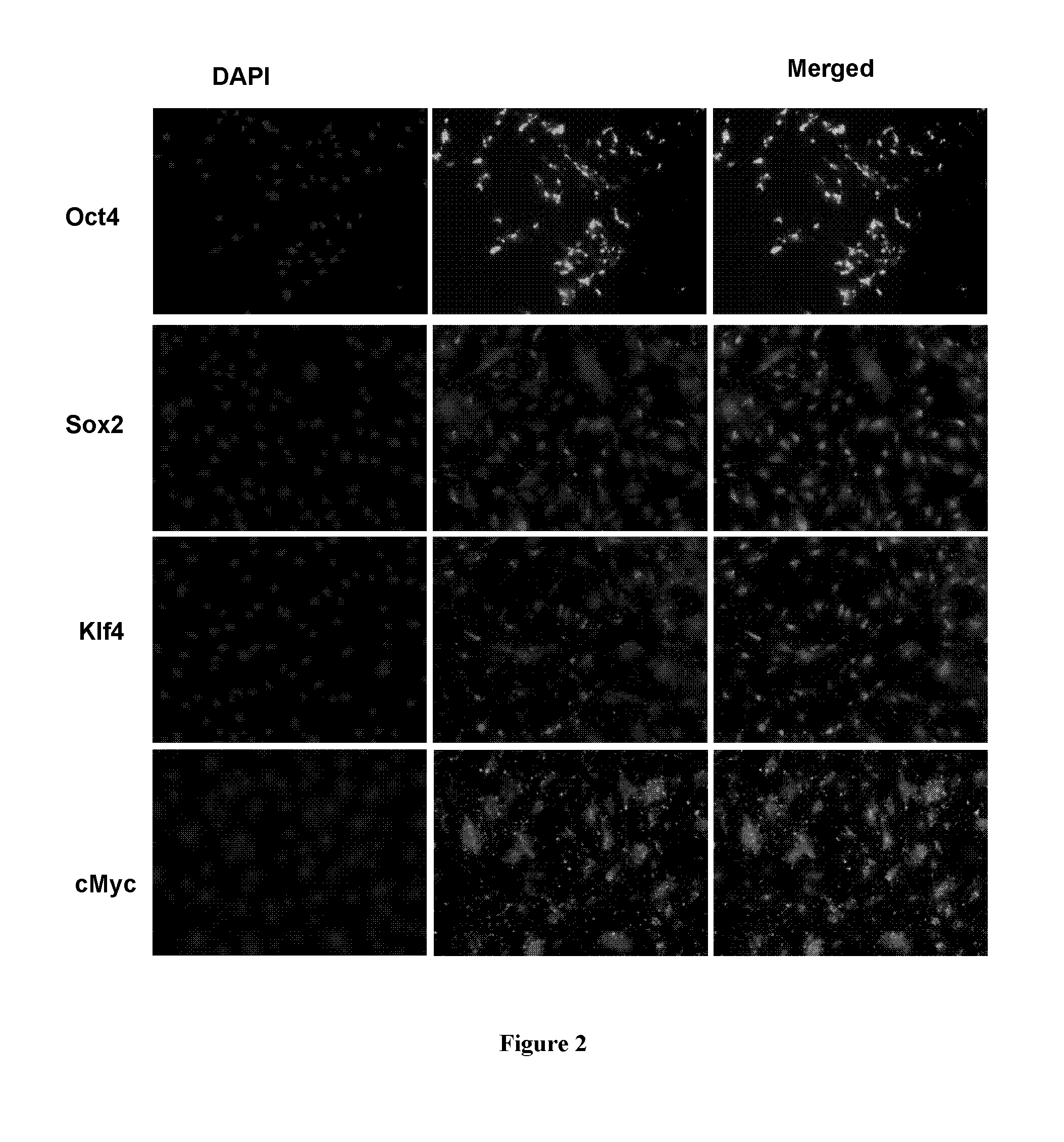 Compositions and methods for re-programming cells without genetic modification for repairing cartilage damage