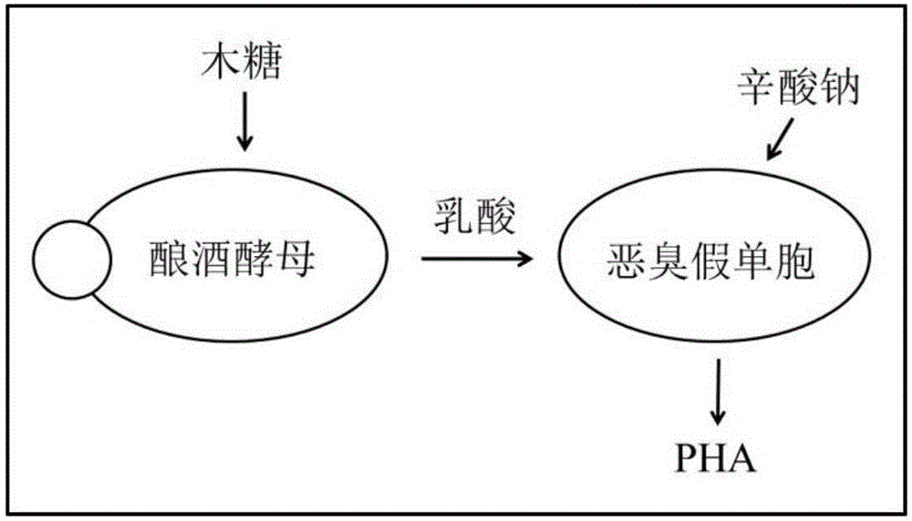 Double-bacteria system construction method for PHA accumulation