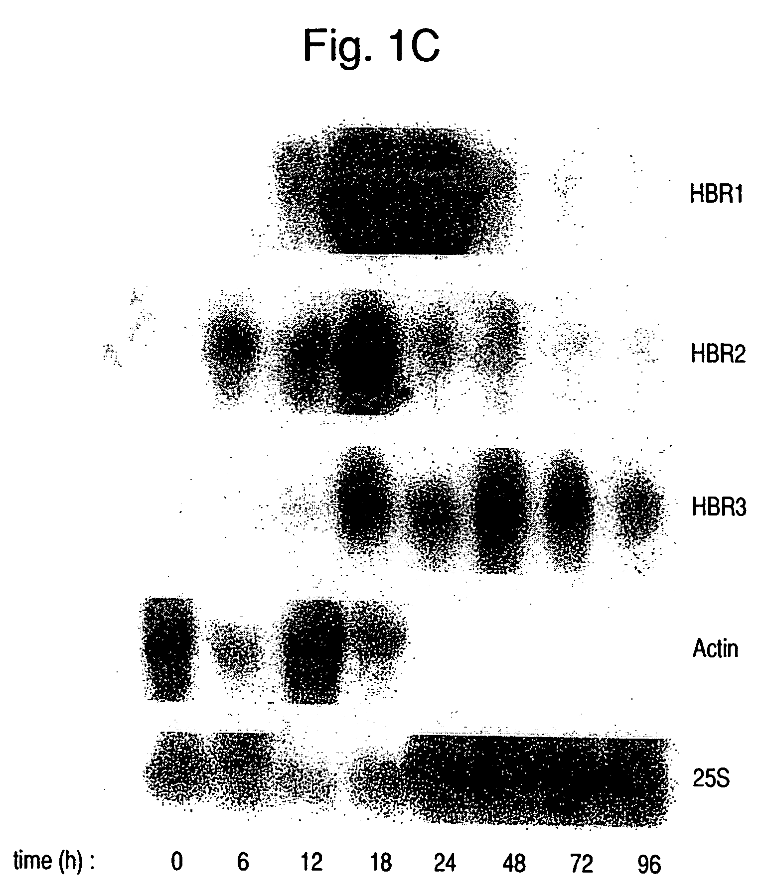 Nucleic acid and amino acid sequences of hemoglobin-response genes in Candida albicans and the use of reagents derived from these sequences in the diagnosis of disseminated Candida albicans infection