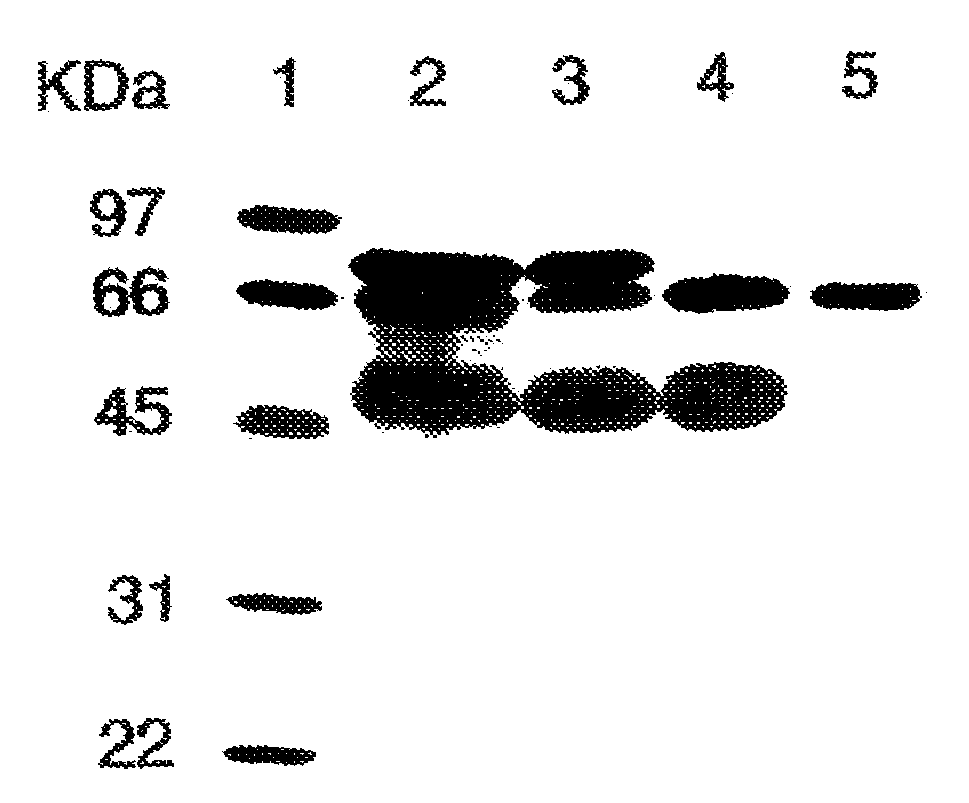 Use of alkaline phosphatase to maintain healty tissue mass in mammals