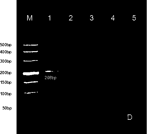 Kit for detecting foot-and-mouth disease type-A virus as well as preparation and using methods of kit