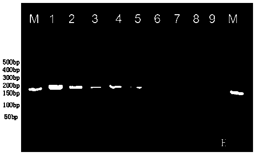 Kit for detecting foot-and-mouth disease type-A virus as well as preparation and using methods of kit