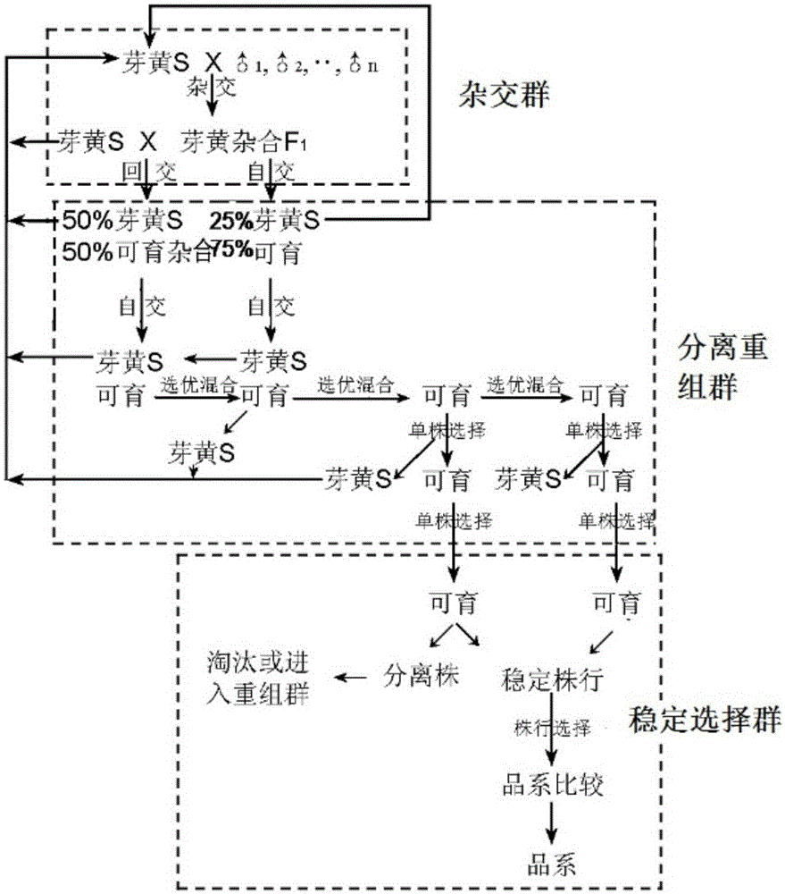 Cyclic breeding method of cotton varieties